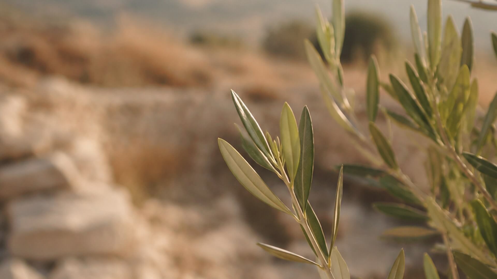 Close-up of olive branches in the sun